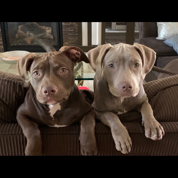 Meet your Posher, Crystal - Picture 3 of 6